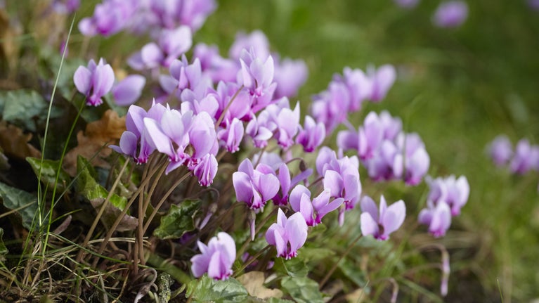 Cyclamen flowering in September in the garden at Ardress House, County Armagh.